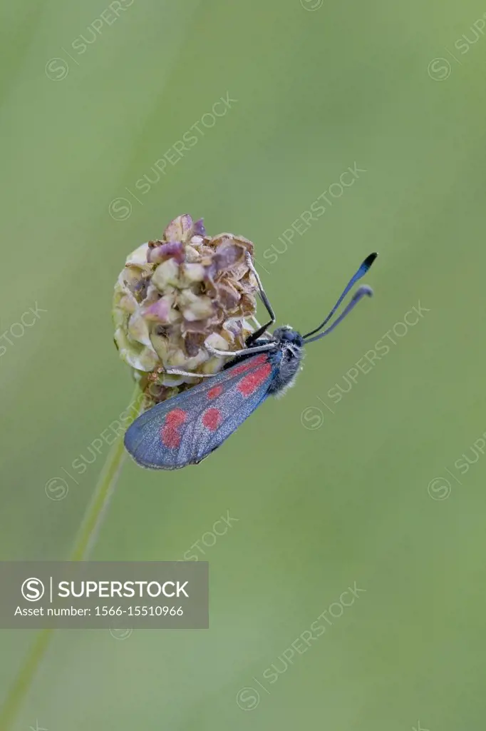 Slender Scotch Burnet, Zygaena loti. Blackish moth with red spots. Wingspan 25-35mm. Flight: June-August. Day-flying moth that inhabits dry scrubland,...