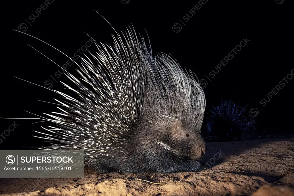 african porcupine