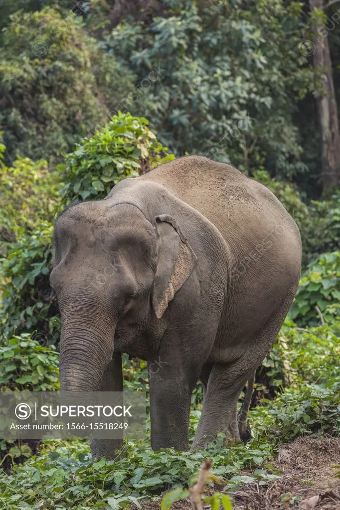 Laos, Sainyabuli, mature Asian Elephant, elephas maximus.