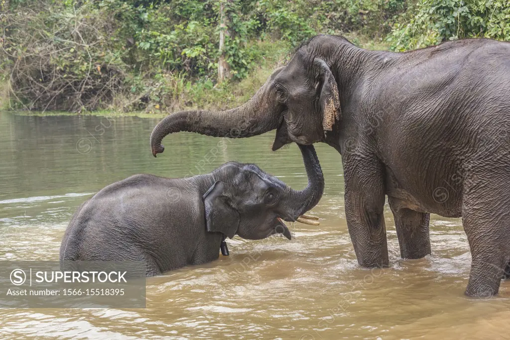 Laos, Sainyabuli, Asian elephants, elephas maximus, elephant calf bathing with mature elephant.