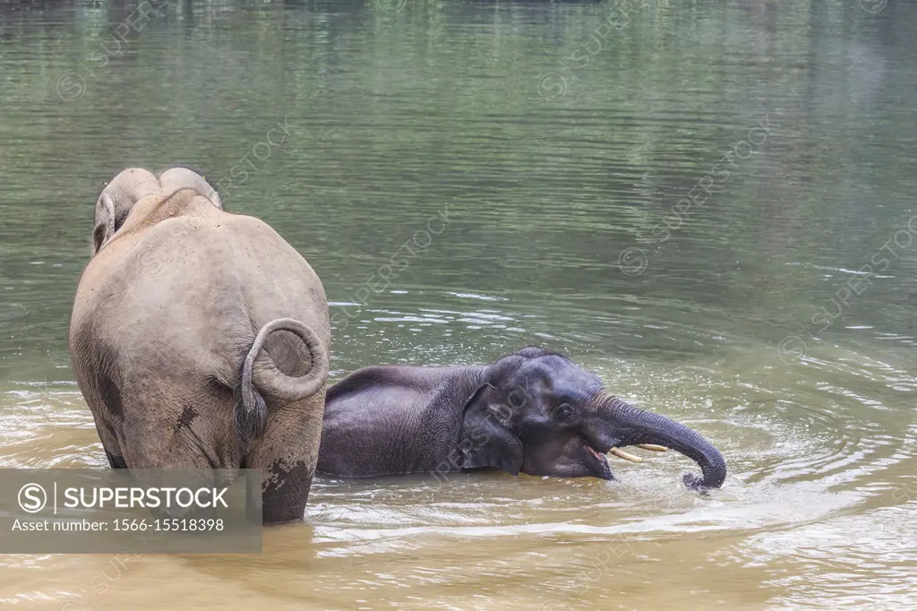 Laos, Sainyabuli, Asian elephants, elephas maximus, elephant calf bathing with mature elephant.