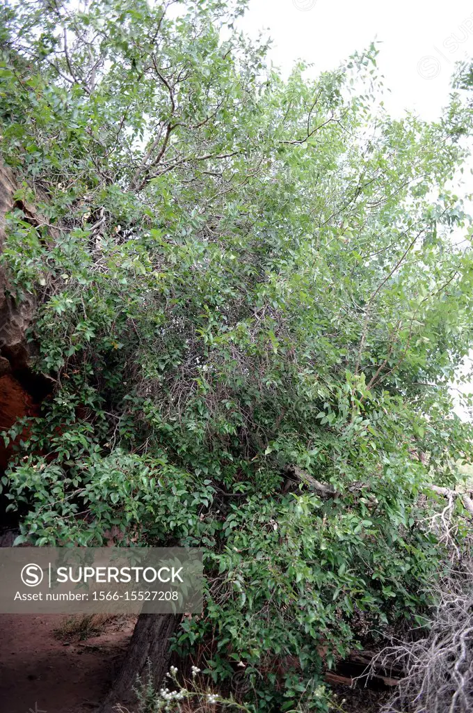 Netleaf hackberry (Celtis reticulata) is a deciduous tree native to western USA and north Mexico. This photo was taken in Utah.