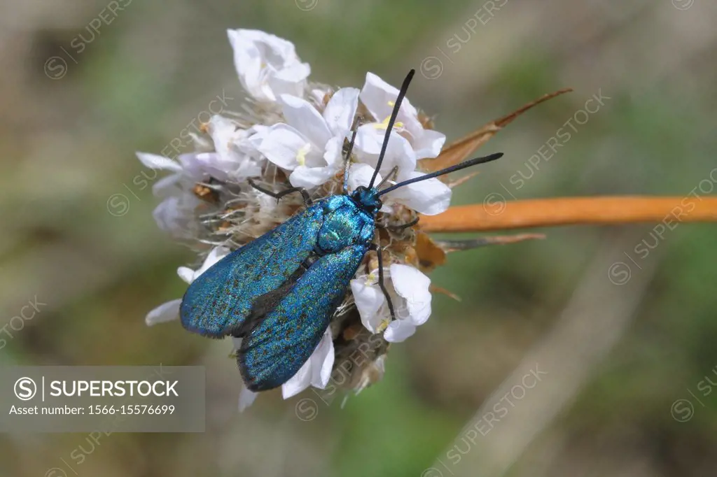 Adscita statices, green forester, butterfly, Zygaenidae, Lepidoptera, Vadillo de la Sierra, Avila, Castilla y Leon, Spain.