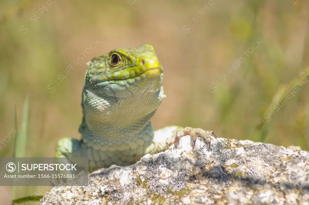 Timon lepidus, ocellated lizard, Squamata, Reptilia, Lacertidae, Valdelacasa, Salamanca, Castilla y Leon, Spain.