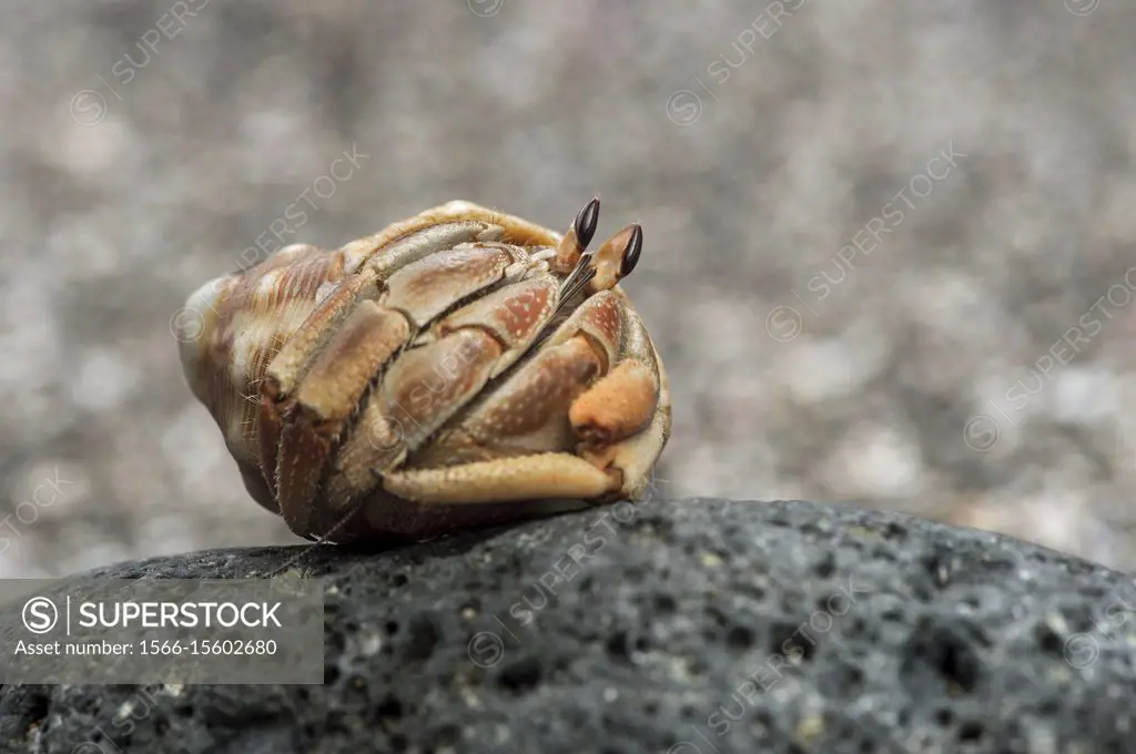 Ecuadorian hermit crab (Coenobita compressus) in a shell, Floreana Island, Galapagos Islands, Ecuador.