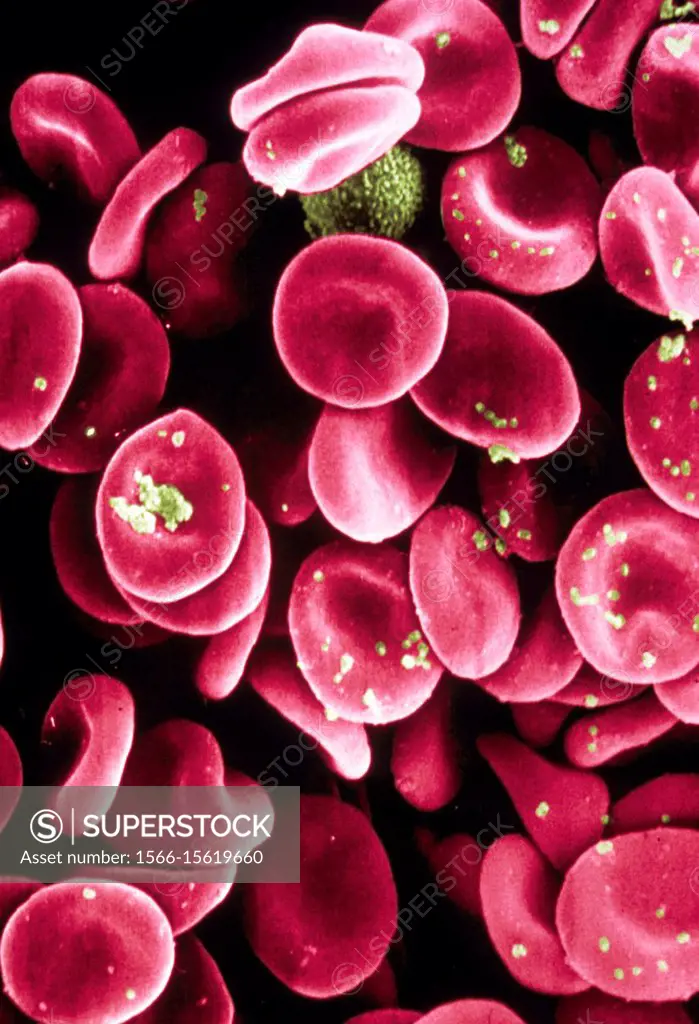 Red Blood Cells. Scanning electron microscope.
