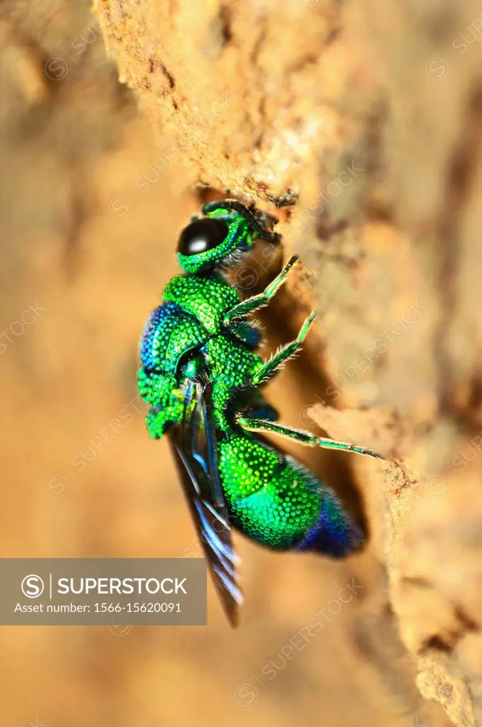 Cuckoo wasp, Chrysididae family, Pune, Maharashtra, India.