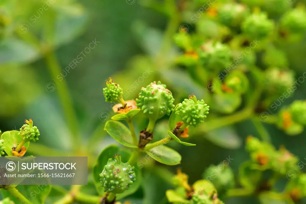 Ses Margalides spurge (Euphorbia margalidiana) is an evergreen subshrub endemic to Ses Margalides, an islet near Eivissa. Fruits detail.