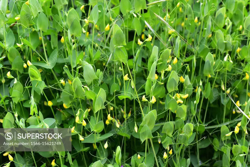 Yellow pea or yellow vetchling (Lathyrus aphaca) is an annual herb native to southern Europe, northern Africa and western Asia. This photo was taken i...