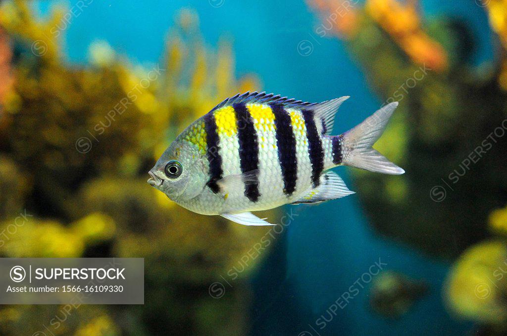 Sergeant major (Abudefduf saxatilis) is a sea fish native to Atlantic  Ocean. - SuperStock