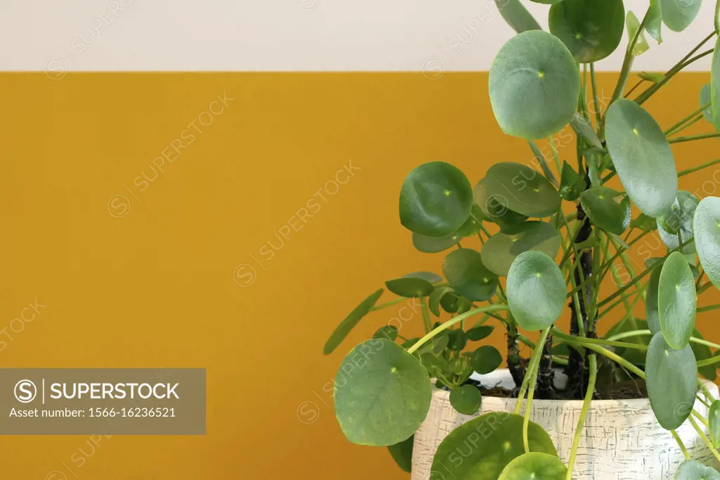 Pilea Peperomioides plant, Chinese money plant or pancake plant near half white half yellow painted wall, retro and modern design close-up.