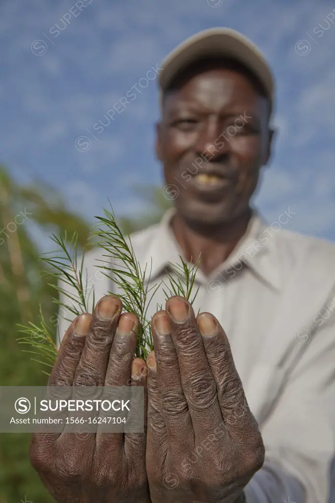 Farmers harvest and process tea tree oil for sale for export as a health and beauty product. Kenya.