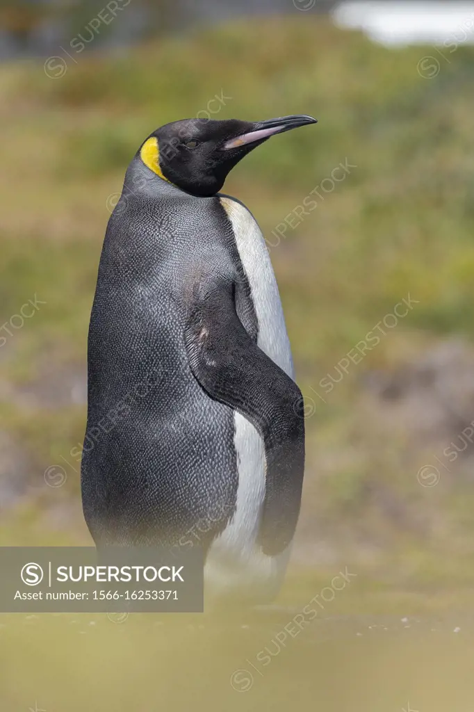 King Penguin (Aptenodytes patagonicus), side view of an adult standing on the ground, Western Cape, South Africa.