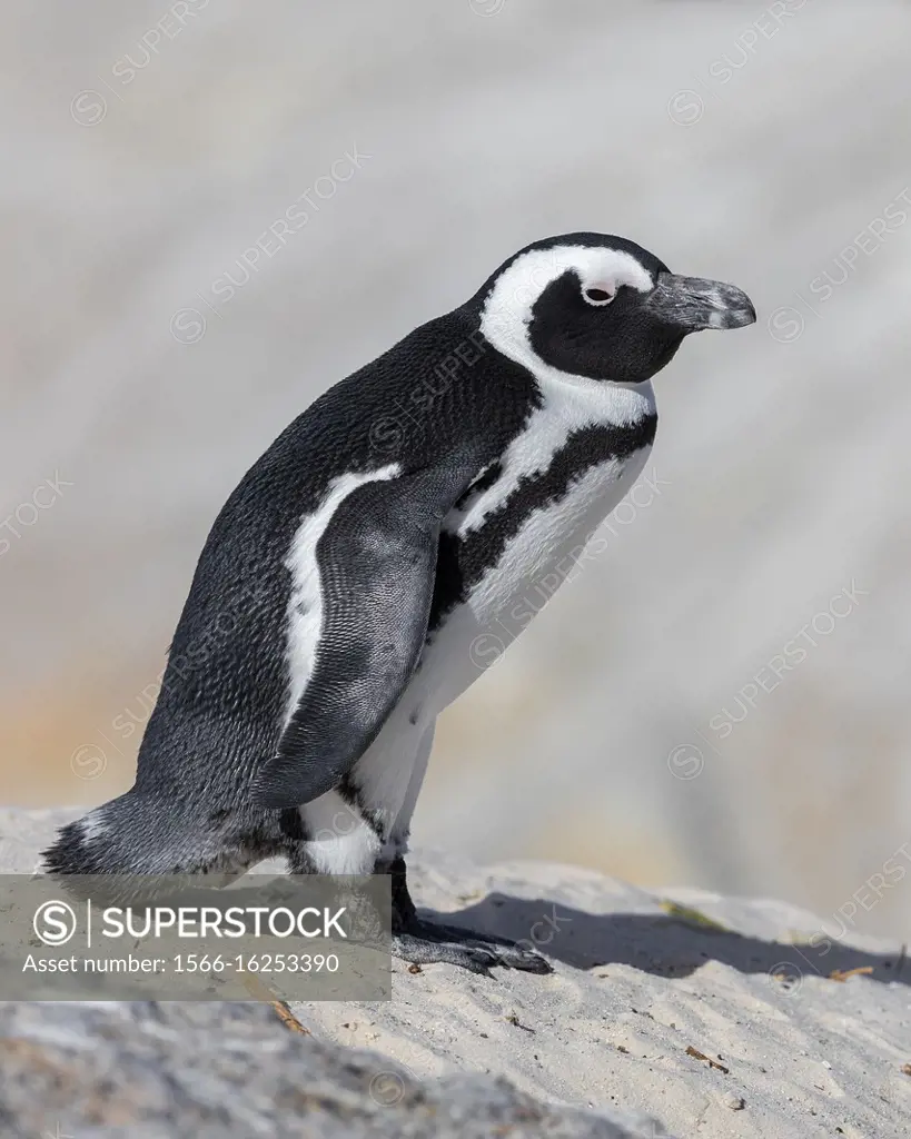 African Penguin (Spheniscus demersus), side view of an adult standing on a rock, Western Cape, South Africa.