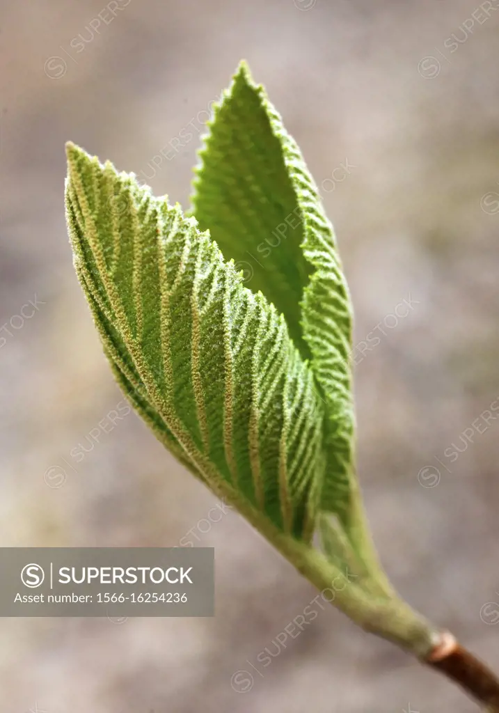 Spring, bud, shoot, leaf,.