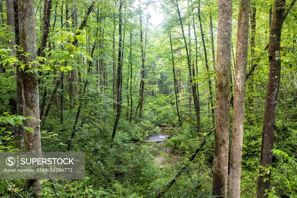 View of Avery Creek running through Pisgah Forest in summer- Pisgah National Forest, Brevard, North Carolina, USA.