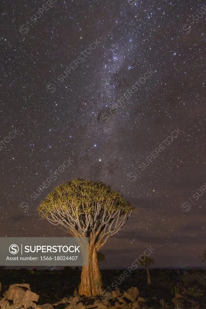 Africa, Namibia, Karas region, Keetmanshoop, Gariganus farm, Quivertree forest or quiver tree (Aloidendron dichotomum).