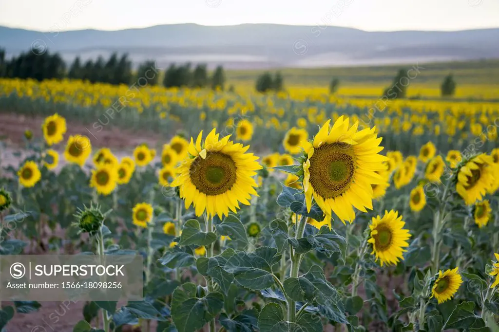 Field of sunflowers and lavender El Pobo Teruel Aragon Spain.