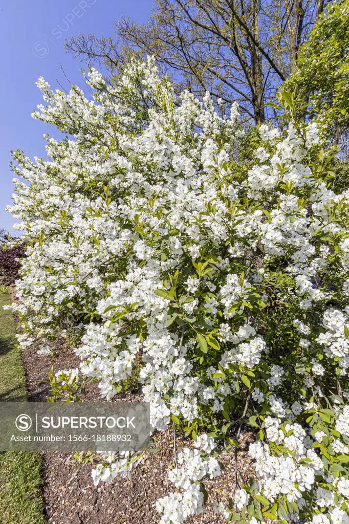 Ligustrum ibota/ Privet.