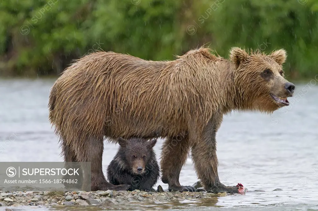 Alaska , Katmai National Park and Preserve , Grizzly bear ( Ursus arctos horribilis ) , order : carnivora ,family : ursidae ,.