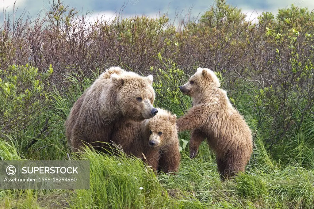 Alaska , Katmai National Park and Preserve , Grizzly bear ( Ursus arctos horribilis ) , order : carnivora ,family : ursidae ,.