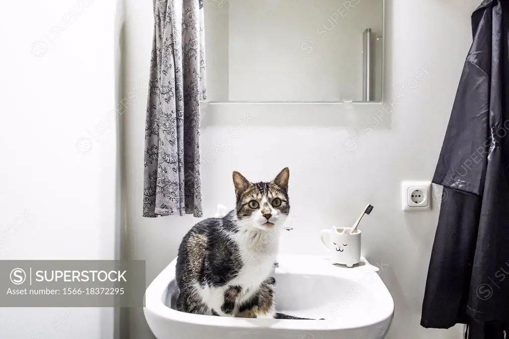 Cat sitting in a bathroom sink.