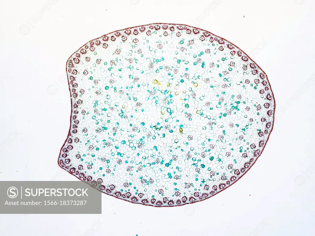 Corn Stem. Corn stem cross section , with typical monocot arrangement of vascular bundles.