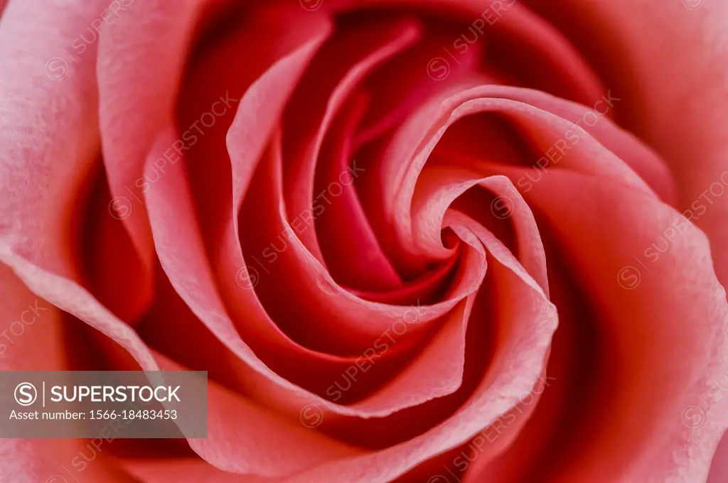 The swirling petals of a pink rose. Macro image. A breath of beauty; a feast for the eye.