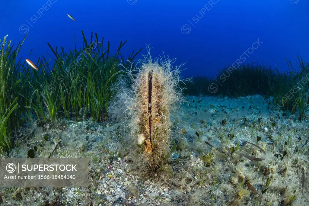 Noble pen shell, (Pinna nobilis) is a large species of Mediterranean clam, it has been listed as Critically Endangered by the IUCN, Red List, Ponza Is...