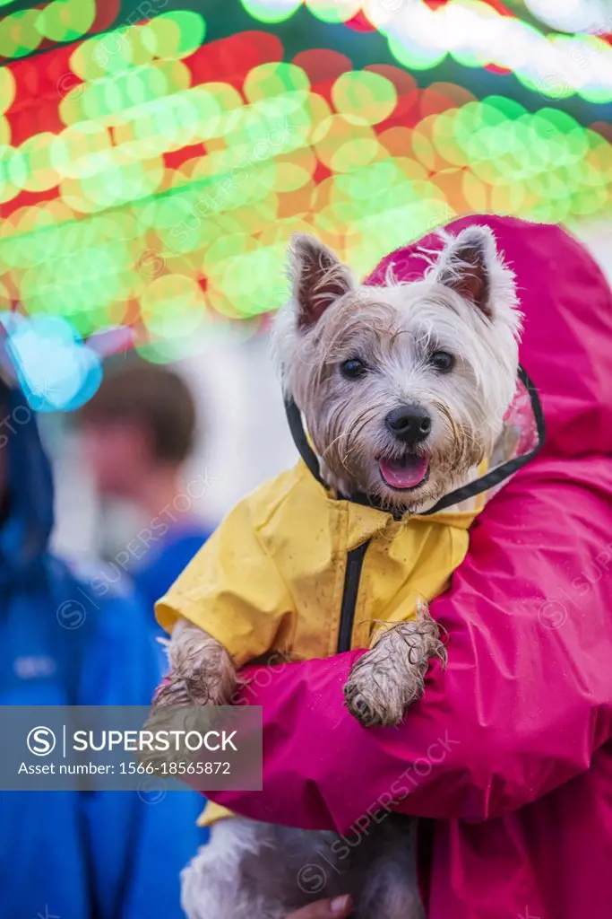 Westie raincoat 2025