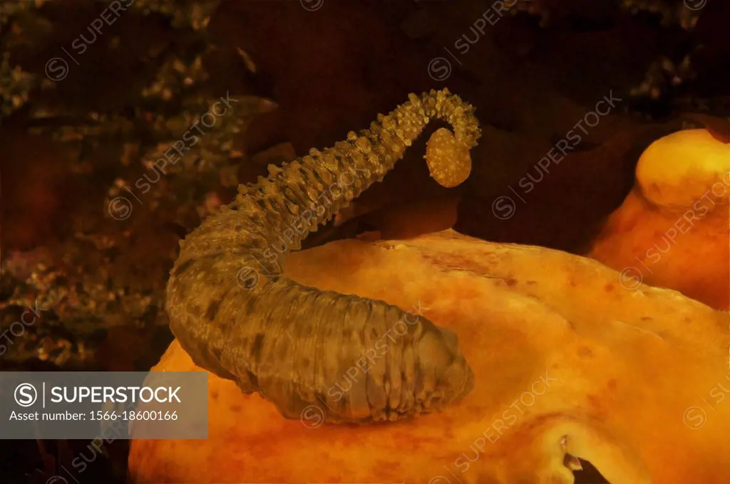 Annelid. Ringworm. Fish leech (Pontobdella muricata). Eastern Atlantic. Galicia. Spain. Europe.