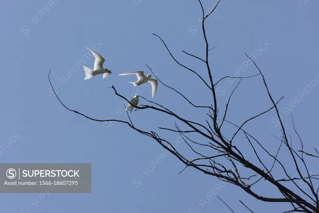 Fetärnor. Two males court a female. Gygis alba candida, a subspecies of Gygis alba found in the Seychelles, Bird Island, Seychelles.