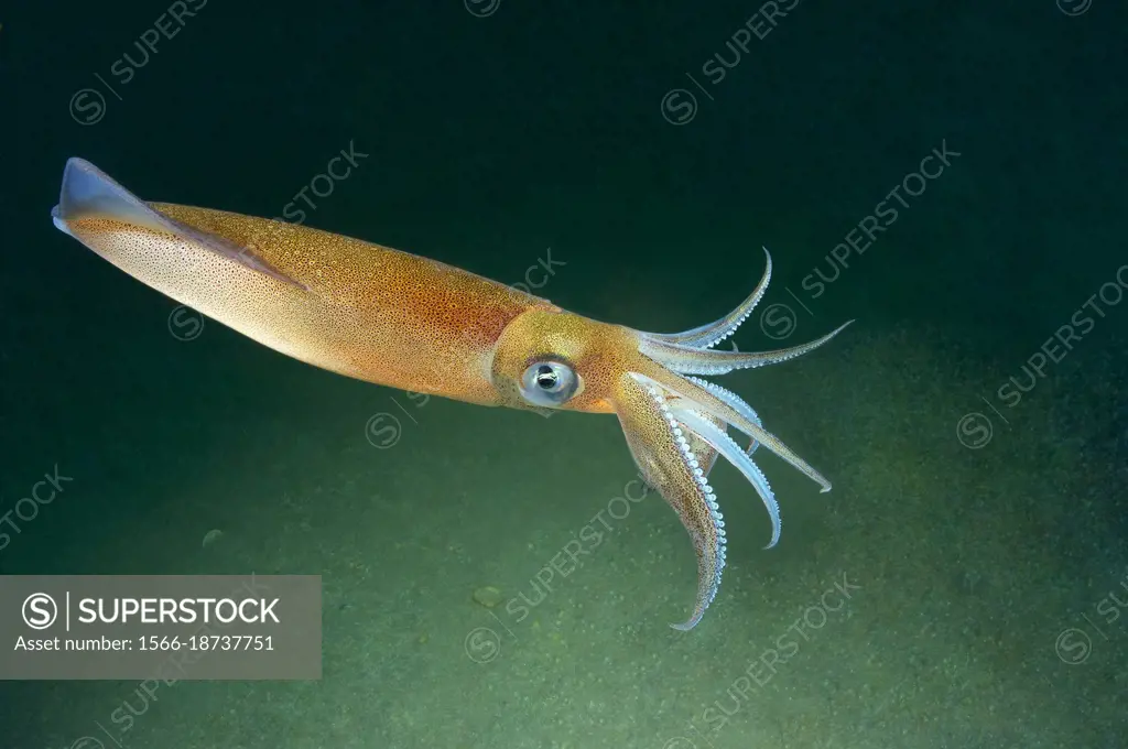 Common squid. Squid (Loligo vulgaris). Eastern Atlantic. Galicia. Spain. Europe.