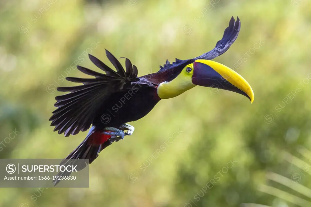 Yellow-throated toucan (Ramphastos ambiguus) in flight - La Laguna del Lagarto Eco-Lodge, Boca Tapada, Costa Rica.