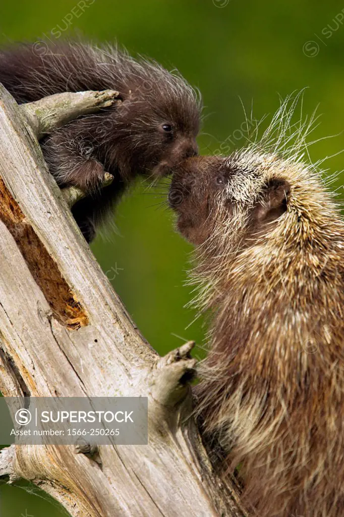 North American Porcupine (Erethizon dorsatum). Minnesota, USA