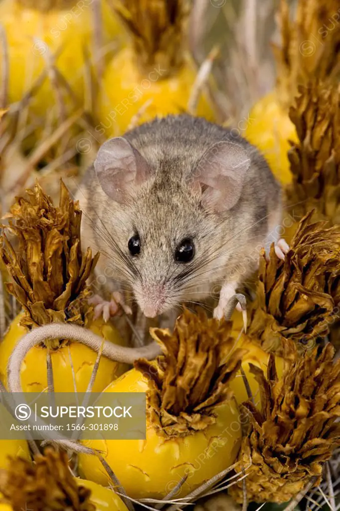 Cactus Mouse (Peromyscus eremicus) - Arizona - Habitat is rocky outcroppings with cactus or yucca stands - Needs less water than most other North Amer...