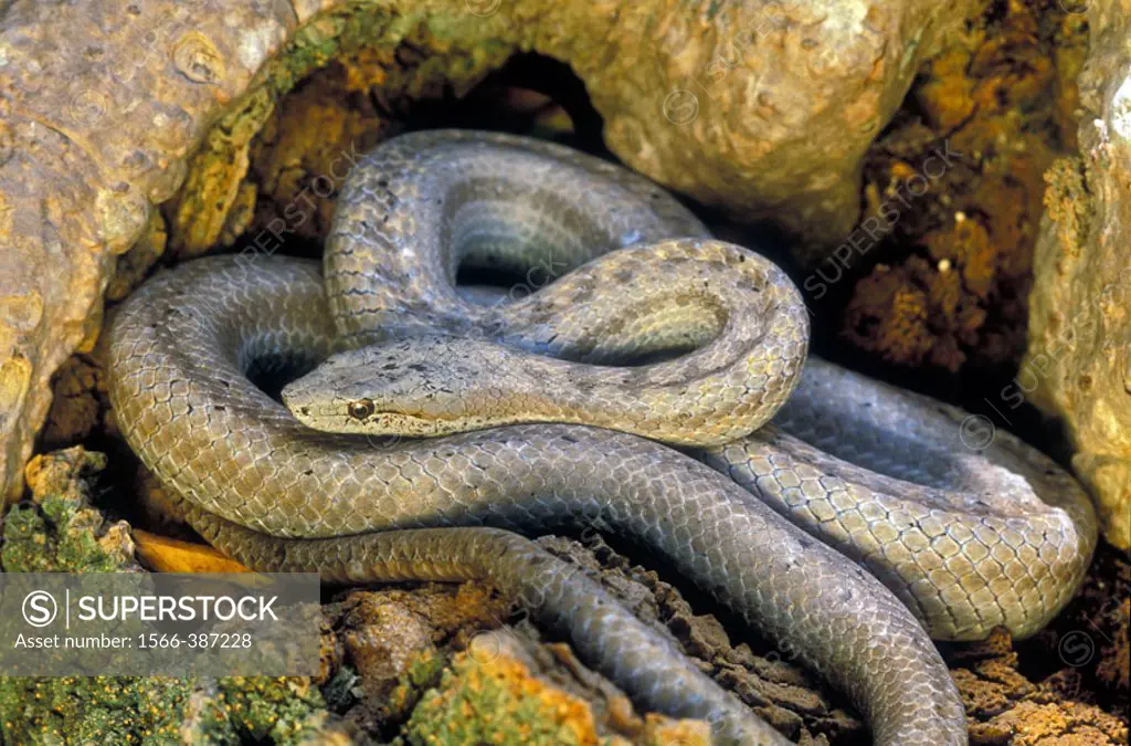 One of the rarest and most endangered snakes in the world. Species extirpated from much of former range by predation from the introduced mongoose and ...