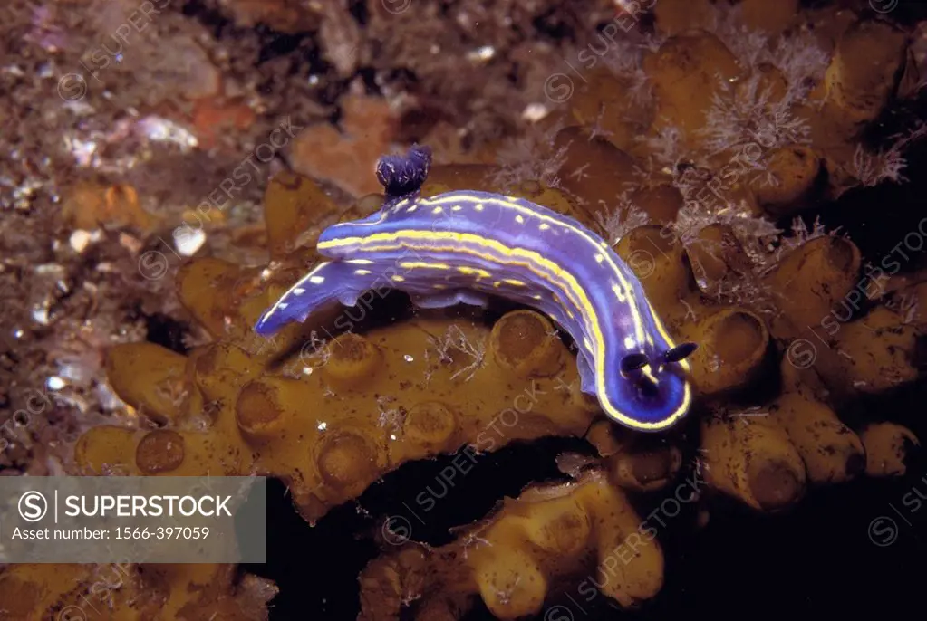 Nudibranch (Hypselodoris cantabrica). Ria of Vigo, Galicia, Spain