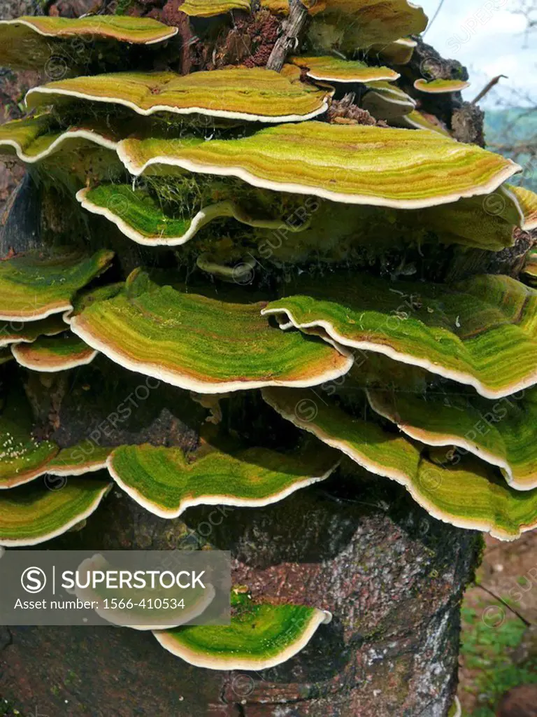 Bracket fungi, or shelf fungi, are fungi, in the phylum Basidiomycota. They produce shelf_ or bracket_shaped fruiting bodies (conks) that lie in a clo...