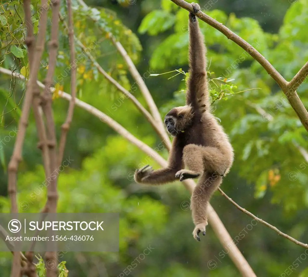 Malaysia, Borneo Island. Borneo Gibbon (Hylobates muelleri)