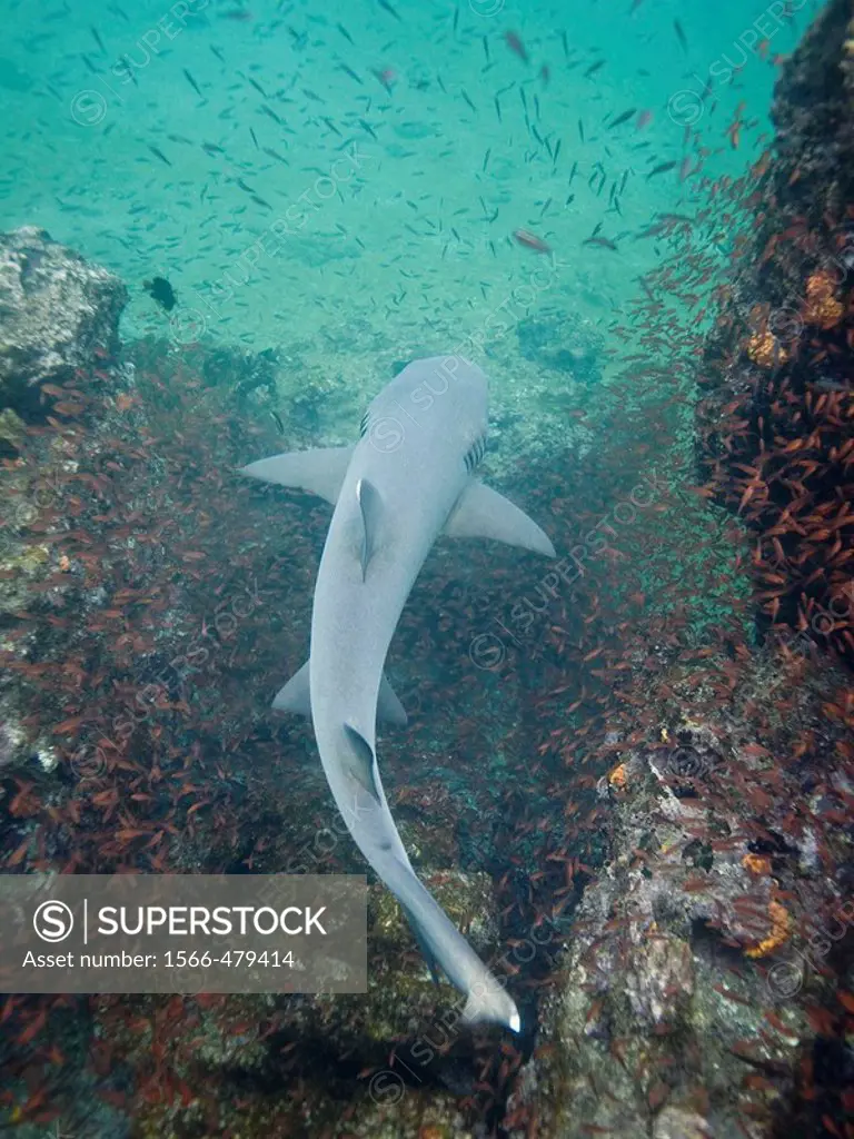 White-tipped reef shark Triaenodon obesus underwater in the Galapagos Island Archipelago, Ecuador Pacific Ocean