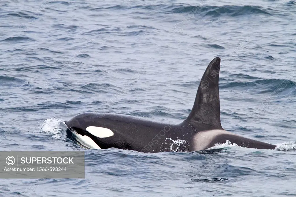 A group of at least 8 Orca Orcinus orca surfacing off the coast of the island of Surtsey, southern Iceland, North Atlantic Ocean  MORE INFO The killer...