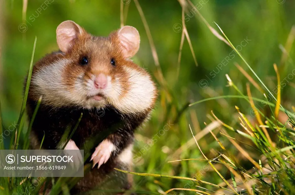 Common hamster (Cricetus cricetus), standing in grass with filled hamster cheeks, urban biotope in the city of Vienna, Austria