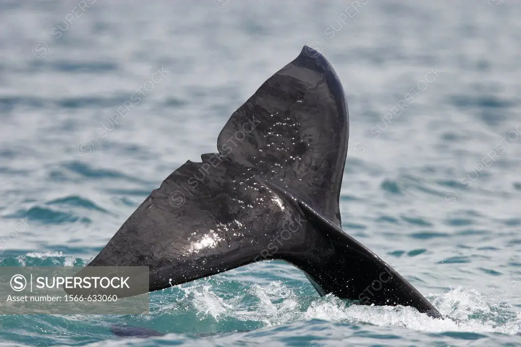 Transient bull Orca Orcinus orca - also called Killer Whale - surfacing fluke detail in Stephen´s Passage, Southeast Alaska, USA  Pacific Ocean