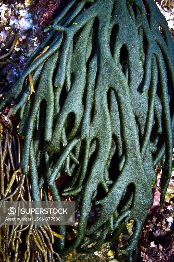 seaweed in low tide