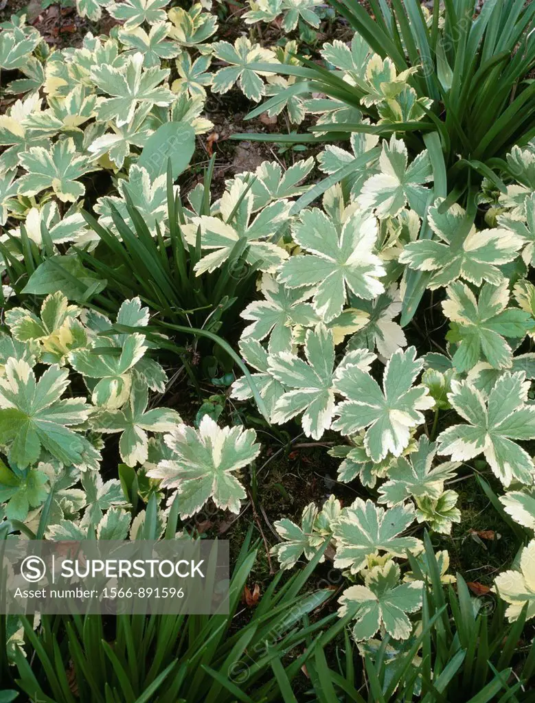 Astrantia major ´Sunningdale Variegated´  New leaves emerging