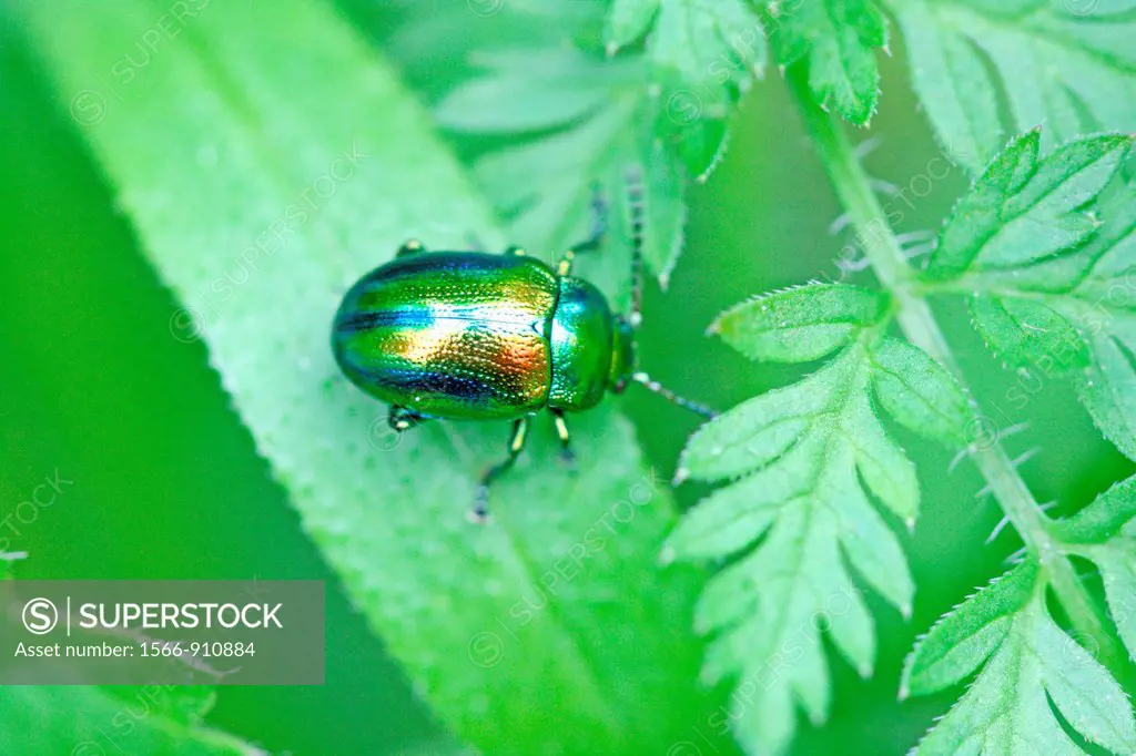 Chrysolina fastuosa, a tiny rainbow-colored leaf beetle  A pin-head sized beetle searches for dinner on a leaf  Very colorful metallic beetle with blu...