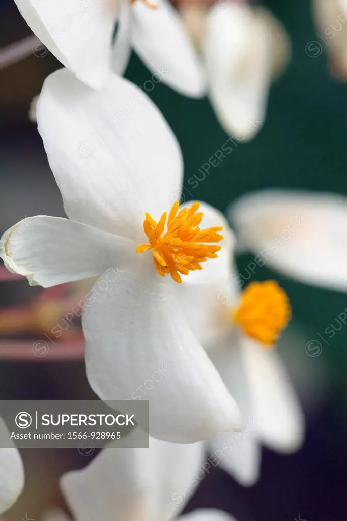 Begonia minor syn  Begonia suaveolens