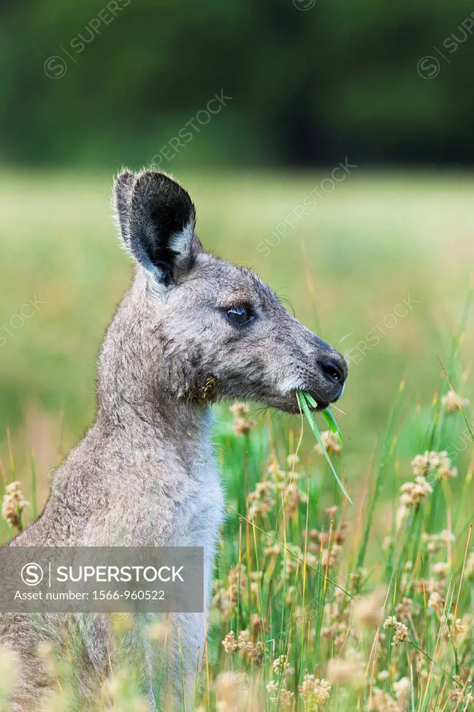 Eastern grey kangaroo Macropus giganteus, it is the second largest living marsupial and one of the icons of Australia The Eastern grey kangaroo is mai...