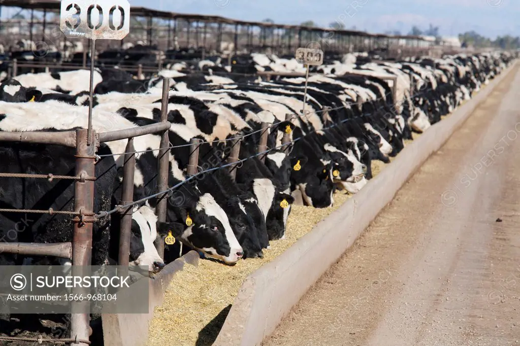 Calipatria, California - A beef cattle feedlot in the Imperial Valley operated by Superior Cattle Feeders  The feedlot has a capacity of 80,000 head